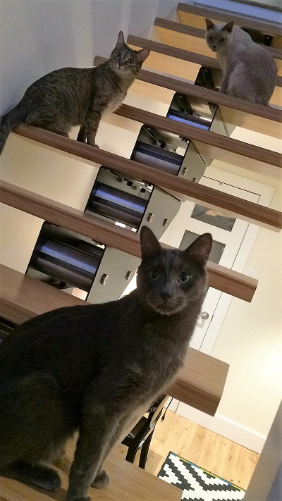 la familia Luna - Coco & Frankie!